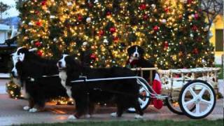 A Bernese Mountain Dog Christmas [upl. by Idel]