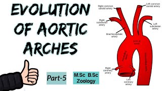 Aortic arches in Reptiles  Evolution of Aortic Arches in Vertebrates ◆Part5 Msc Bsc Zoology [upl. by Dorsy595]