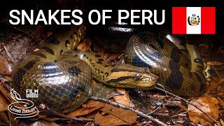 Snakes of Peru 5 species from the Amazon rainforest anaconda aquatic coral snake and more [upl. by Gula408]