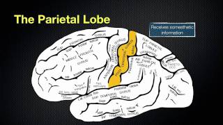 066 The Anatomy and Function of the Parietal Lobe [upl. by Airdnekal]