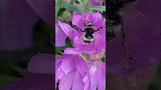 Bees sound like singing Sound on to hear the bees buzzing🐝 shortsbees cute beebuzzasmrnature [upl. by Arteid260]