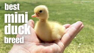 Call Ducks The Most Popular Pet on the Homestead [upl. by Heger388]