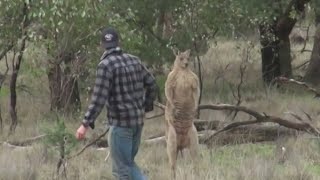 Man saves his dog from jacked kangaroo [upl. by Claudianus493]