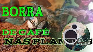 BORRA DE CAFÉ NAS PLANTAS O Segredo para Adubar e Eliminar Insetos Rápido [upl. by Sawyer]