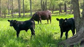 Moving the Cows and Calves to the back field [upl. by Klemens]