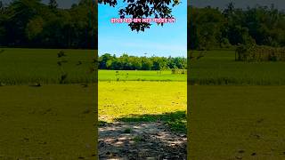 Birds are Flying Together  Searching For Food  Paddy Field [upl. by Ayanat]