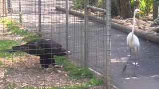 Eagle attacks bird at Featherdale Wildlife Park Sydney Australia [upl. by Yramesor68]