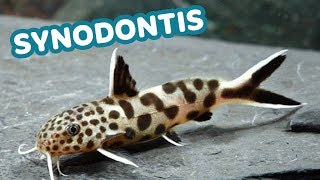 5 coisas que você precisa saber sobre o SYNODONTIS PETRICOLA  Minha Fauna [upl. by Ahsyak389]