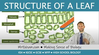 Structure of a leaf  GCSE Biology 91 [upl. by Opportuna204]