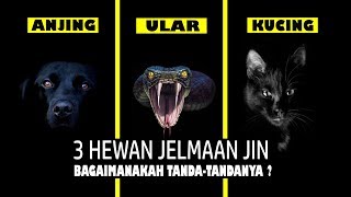 Inilah 3 Jenis Hewan Jelmaan Jin [upl. by Ahsikyw46]