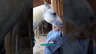 Blanketing Horses  Lets use common sense equestrian horse horsegirl horsecare [upl. by Templas]