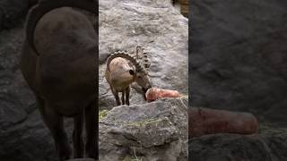 ibex goat goat animals pets [upl. by Kobylak64]