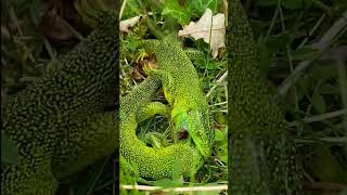 🦎Lézard vert mord son rival  Combat surprenant [upl. by Downe]