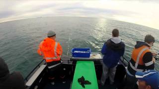 Whyalla Fishing Charters Snapper Session Pannies and a Big Red [upl. by Blatt]