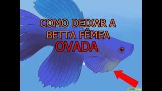 Como deixar a Betta OVADA [upl. by Latimer27]