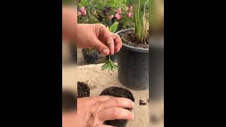 plant propagation  propagation of cyperus plant shorts 🤭🤭🤭 youtubshorts  plant cating [upl. by Tobin]