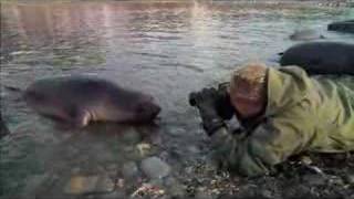 Art Wolfe with seals [upl. by Irelav]