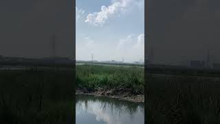 BIRDING AT THE MARSHES marshland wetland birdwatching birds birders birding nature travel [upl. by Charisse]