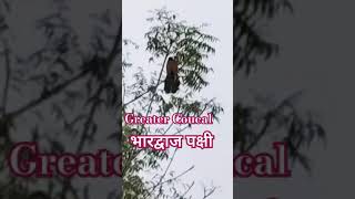 Greater Coucal morning timeभारद्वाज पक्षी birds viral coucalbird nature shorts jayshri2024 [upl. by Junna448]