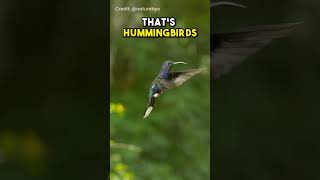 Did you know Hummingbirds 🐦 can fly backwards [upl. by Aliahkim490]