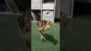 Baby turkey strut anyone [upl. by Robison]