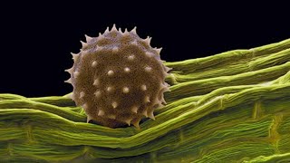 Granos de polen vistos en el microscopio electrónico  El polen tiene los 22 aminoácidos esenciales [upl. by Enilegna]