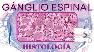 Histología de Ganglio espinal [upl. by Notgnimer970]