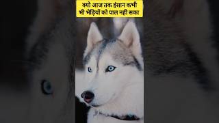 Why no one can train a wolf😱😱 wolf wolves wildlife [upl. by Asilam]