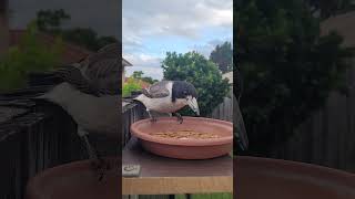 Little butcherbird stopping by 👋 birds birdsofaustralia nature birdlifeaustralia bird [upl. by Cohla]