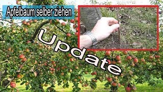 Apfelbaum aus Ableger  Ast selber ziehen – UPDATE VIDEO [upl. by Leirol818]