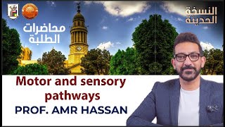 Motor and sensory pathways أدعمرو حسن الحسني أستاذ المخ و الأعصاب [upl. by Latin890]