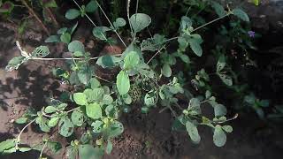 25 Achyranthes Aspera  Chirchita Medicine Plant By Priyanka [upl. by Zetrom]