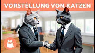 Wie man ZWEI KATZEN richtig EINFÜHRT 🐱🐱✅ 7 Schritte damit sich neue Katzen gut verstehen [upl. by Yila]