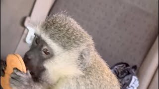 Vervet Monkey Suddenly Leaps into Vehicle  Botswana [upl. by Zeba468]