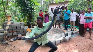 Vava Suresh Catching 170th Kingcobra at Thenmala [upl. by Hamitaf336]