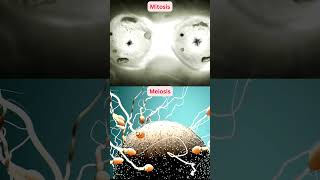 Mitosis vs Meiosis [upl. by Rakel]