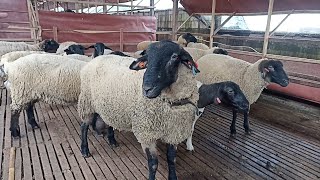 Suffolk Sheep Farm in Village Farm  Suffolk Sheep Breeding [upl. by Jovi]