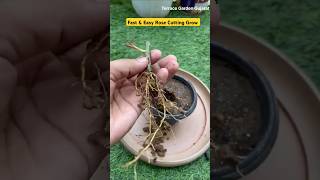 Fast amp Easy Rose Cutting Grow  rose cuttinggrow rootgrow grafting roseplant shortsviral [upl. by Abbottson]