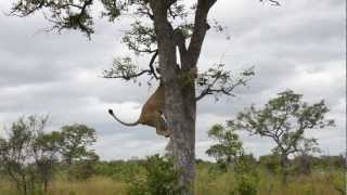 Epic video of lions vs hyenas [upl. by Euqinay]