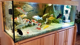 Tips memelihara ikan koi di aquarium dengan benar part2 [upl. by Maddeu]