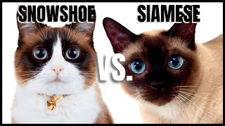 Snowshoe Cat VS Siamese Cat [upl. by Ilahtan110]