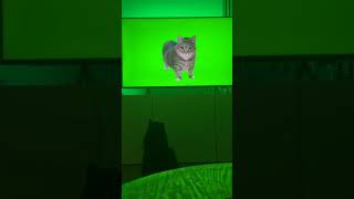 The TV Hypnotized my cat cat memes viralvideo trending [upl. by Adroj]