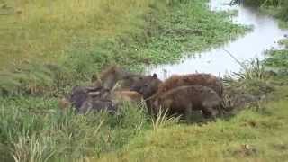 Wildebeest kill in Ngorongoro Crater [upl. by Castara]