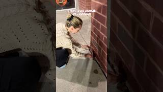 CAN I JOIN THE WONDER PETS NOW animalrescue relatable frog funnyvideo [upl. by Alphonsine]