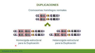 Mutaciones estructurales o cromosómicas parte I [upl. by Roberto303]