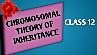 CHROMOSOMAL THEORY OF HEREDITY  Chromosomal Theory Of Inheritance [upl. by Coplin]