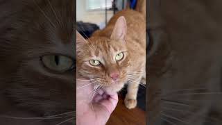 Nibbles of love petsittinginlosangeles catsittinginlosangeles orangecatbehavior vipfeline [upl. by Aleda]