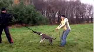 American staffordshire terrier  puppy protection work [upl. by Ojillek]