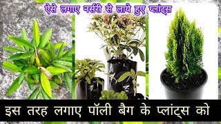 प्लास्टिक बैग प्लांट्स को लगाने का सही तरीका How to Repot poly bag plantsNursery plant repotting [upl. by Kaspar405]