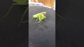 MATING MANTIS asmr satisfying insects shorts [upl. by Torto]